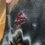 Mein Hund wurde vom nicht angeleinten Hund angegriffen-Beitrag-Bild