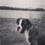 Hundeauslaufgebiet-Naturschutzgebiet Waldhuegel-Bild