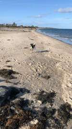 Hundeauslaufgebiet-Hasselberg-Bild