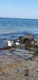 Hundeauslaufgebiet-Hasselberg-Bild