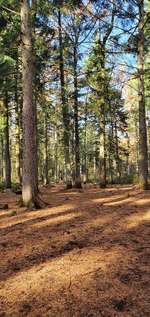 Hundeauslaufgebiet-Rantzauer Forst / Norderstedt-Bild