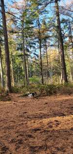 Hundeauslaufgebiet-Rantzauer Forst / Norderstedt-Bild