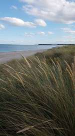 Hundeauslaufgebiet-Hasselberg-Bild