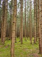 Hundeauslaufgebiet-Hohenbrunner Rundwanderweg-Bild