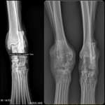 Erosive Polyarthritis ausgelöst durch Leishmaniose-Beitrag-Bild