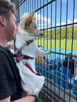 Rückenlänge Jack Russel Terrier-Beitrag-Bild