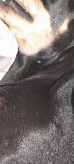 Pickel am ganzen Körper-Beitrag-Bild