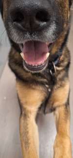 Zähne bei Schäferhund.-Beitrag-Bild