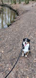 Hundeauslaufgebiet-An der Burg/Silvertbach-Bild