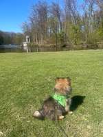 Hundeauslaufgebiet-Stadtwald-Bild