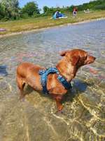 Hundeauslaufgebiet-Kieswerk DMK Badesee Neuschwetzing-Bild