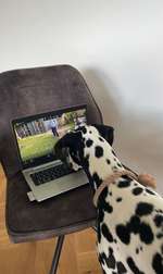 Hundeführerschein - Praxisteil-Beitrag-Bild