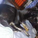 Hilfe, Hund hat Angst draußen.-Beitrag-Bild