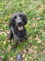 Hund frisst Kot-Beitrag-Bild