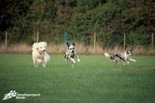 Hundeauslaufgebiet-Hundefreilauf Bünde-Bild