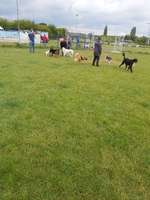 Hundeauslaufgebiet-Hundefreilauf Bünde-Bild