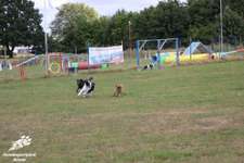 Hundeauslaufgebiet-Hundefreilauf Bünde-Bild