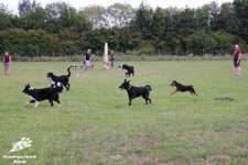 Hundeauslaufgebiet-Hundefreilauf Bünde-Bild