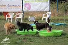 Hundeauslaufgebiet-Hundefreilauf Bünde-Bild