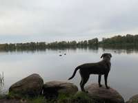 Hundeauslaufgebiet-See im großen Moor-Bild
