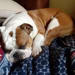 Ersteller:in Bubi + Profilbild