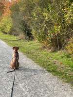 Hundeauslaufgebiet-Am Hangar 21 /Flugplatz-Bild