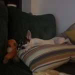 Tipps: Hundebegegnungen im Alltag-Beitrag-Bild