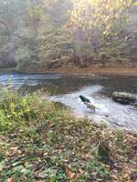 Hundeauslaufgebiet-Zugang zur Wied-Bild