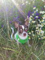 Gassi Partner-Beitrag-Bild