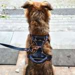 Ersteller:in Josi Profilbild