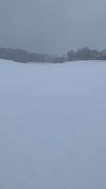 Hundeauslaufgebiet-Judenwiese-Bild