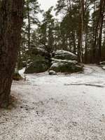 Hundeauslaufgebiet-Buchstein-Bild