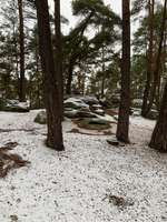 Hundeauslaufgebiet-Buchstein-Bild