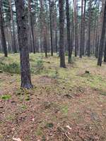 Hundeauslaufgebiet-Buchstein-Bild