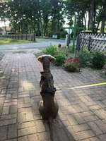 Gewicht stagniert-Beitrag-Bild