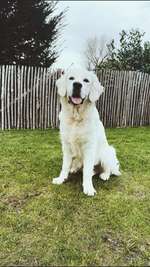 Futterumstellung Trocken- auf Nassfutter 9 Monate alter Goldie-Beitrag-Bild