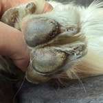 Hyperkeratose?-Beitrag-Bild