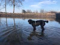 Seltene Rassen!-Beitrag-Bild