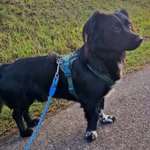 Erfahrungsaustausch: Tierschutzhund aus Rumänien / Extreme Unsicherheit, Gassi-Routinen & Besuch 🐾-Beitrag-Bild