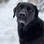 Ersteller:in Aylin Profilbild