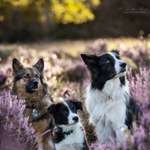 Ersteller:in Anni Profilbild