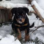 Ersteller:in Max Profilbild