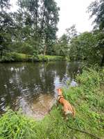 Hundeauslaufgebiet-Buchgass-Bild