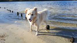 Hundeauslaufgebiet-Wieksee-Bild