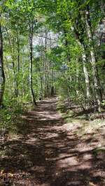 Hundeauslaufgebiet-Tunxdorfer Waldsee-Bild