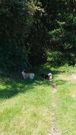 Hundeauslaufgebiet-Tunxdorfer Waldsee-Bild