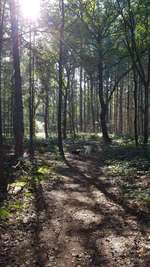 Hundeauslaufgebiet-Tunxdorfer Waldsee-Bild