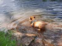 Hundeauslaufgebiet-Stadtbruch Volkmarsen-Bild