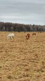 Hundeauslaufgebiet-Kaltenkirchener Heide-Bild