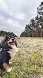 Hundeauslaufgebiet-Kaltenkirchener Heide-Bild